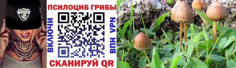 Галлюциногенные грибы прущие грибы  продажа наркотиков  ссылка на мегу ссылки  сайты даркнета официальный сайт  Клинцы 